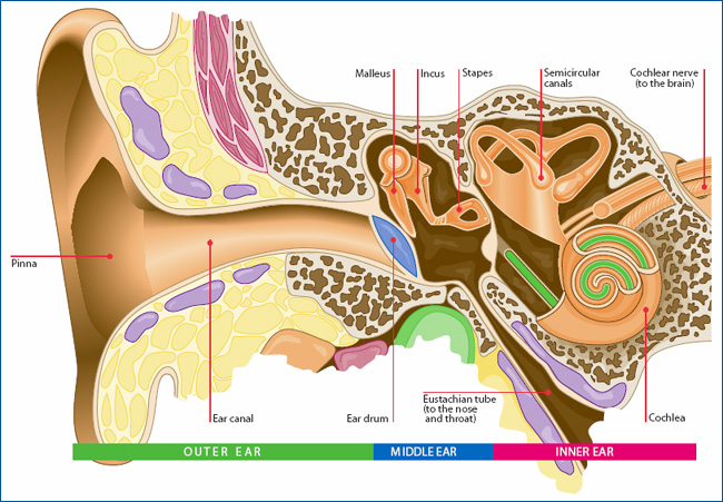 Draw a neat and labelled diagram of the human ear. Explain it working.